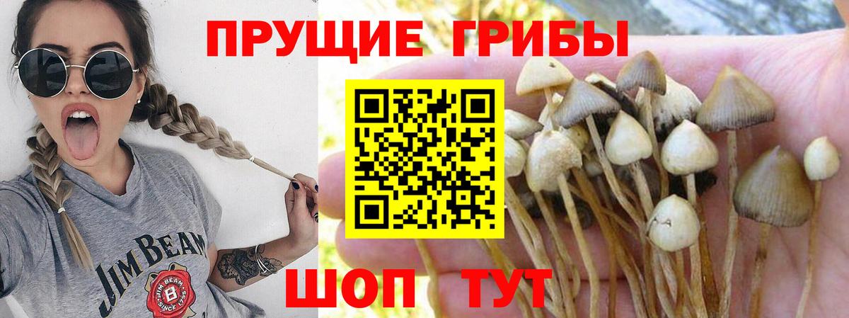 Жуковский  Галлюциногенные грибы ЛСД  Вход с VPN  Галлюциногенные грибы мицелий 